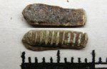 52A70031 - Myliobatiformes