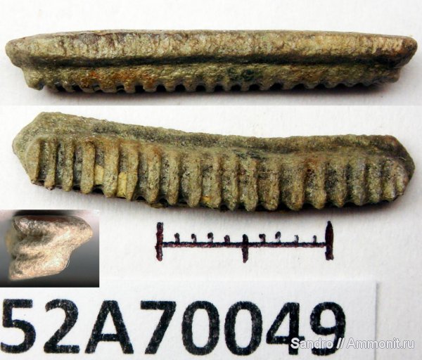 Myliobatidae