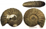 418B0100 - Virgatites virgatus 418B0100 - Virgatites virgatus