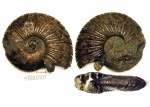 418B0101 - Virgatites virgatus 418B0101 - Virgatites virgatus