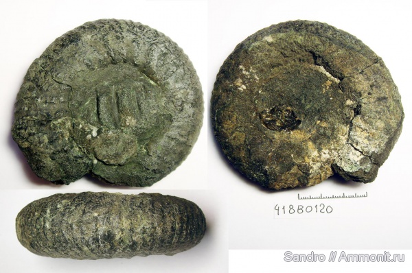 Dorsoplanites