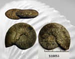 510051 - Kosmoceras enodatum