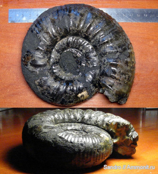 Dorsoplanites, Еганово, Dorsoplanites serus, Dorsoplanitidae