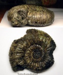 418B0142 - Dorsoplanites panderi