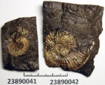 Давленные Amoeboceras