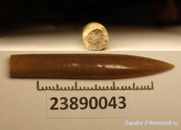 ?, Lagonibelus