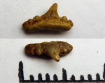 42970367-Synechodus sp. 42970367-Synechodus sp.