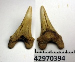 42970394 - Cretoxyrhina denticulata