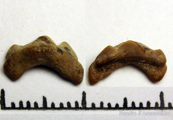 Lamniformes