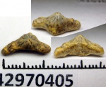 42970405 - Acrodontinie