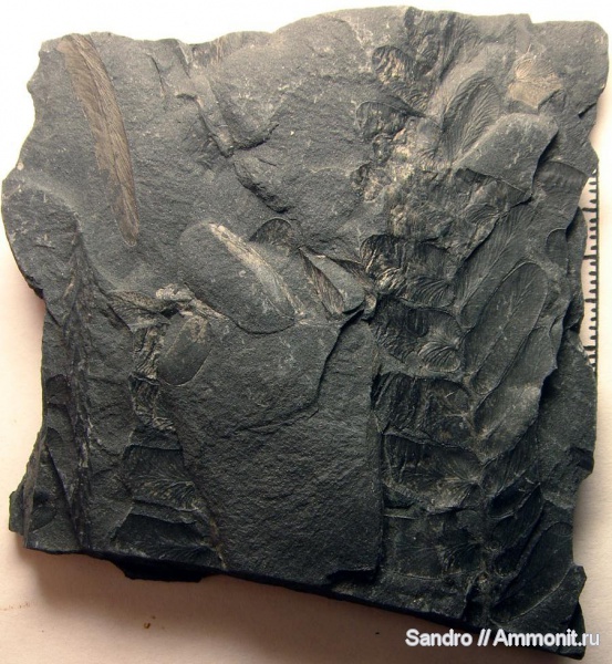 Neuropteris