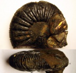 238B0099 - Virgatites cf. gerassimovi 238B0099 - Virgatites cf. gerassimovi