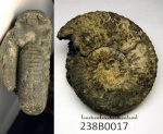 238B0017 - Dorsoplanites panderi 238B0017 - Dorsoplanites panderi