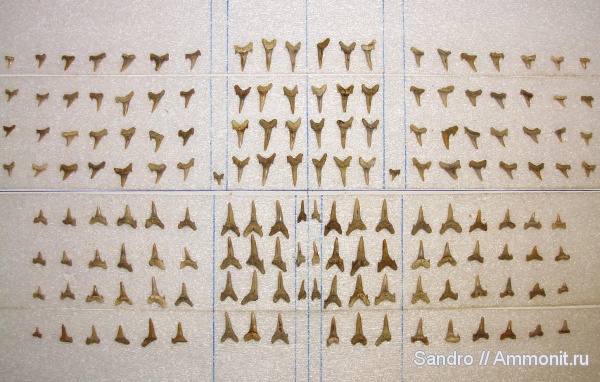 Eostriatolamia, Eostriatolamia subulata, озубление