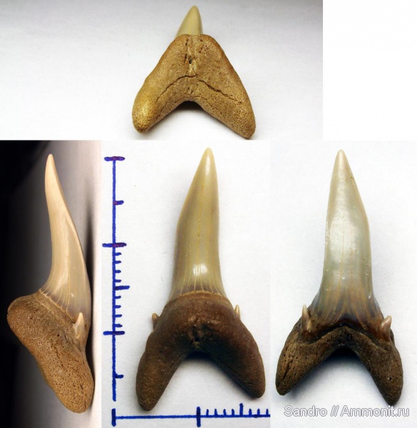 Jaekelotodus, Odontaspididae, Jaekelotodus robustus