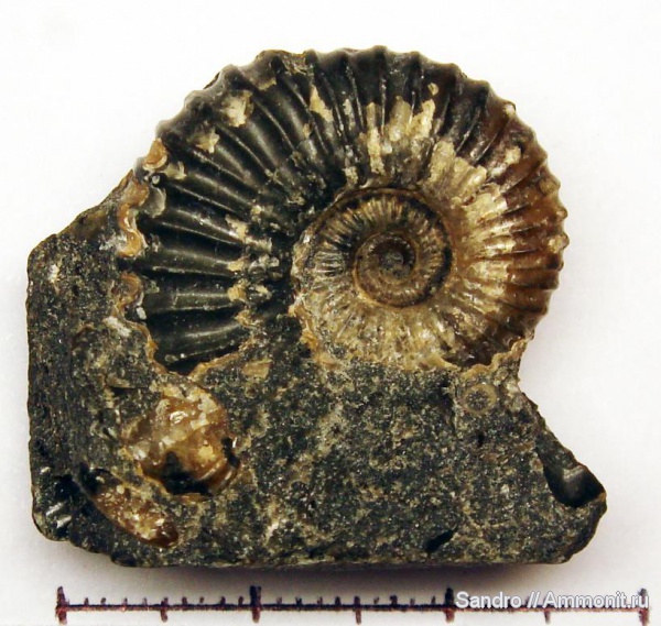 Parahoplites