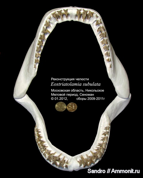 Eostriatolamia, Eostriatolamia subulata, озубление
