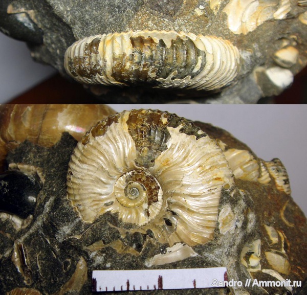 Acanthohoplites