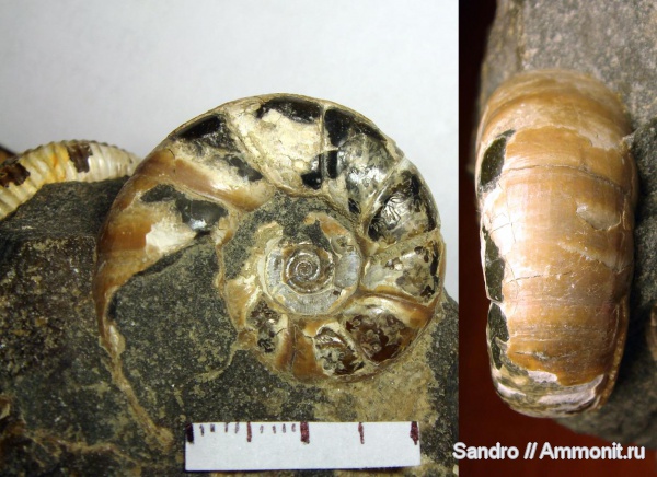 Eogaudryceras, Gaudryceratidae, Lytoceratina