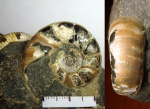 аммонит Eogaudryceras
