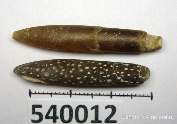 белемниты, ихнофоссилии, Rogerella, belemnites