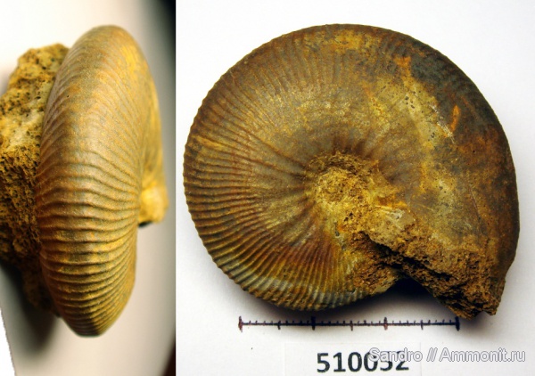 Kosmoceras, Kosmoceratidae, Kosmoceras enodatum
