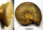 510052 - Kosmoceras enodatum