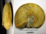 510053 - гладкий K. enodatum