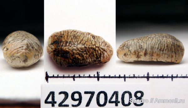 Acrodus