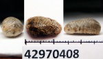 42970408 - Acrodus 42970408 - Acrodus