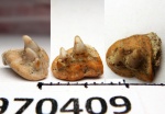 42970409 - ФРАГМЕНТ Paraorthacodus