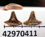 42970411 - Meristodonoides