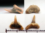 42970413 - Synechodus sp. 42970413 - Synechodus sp.