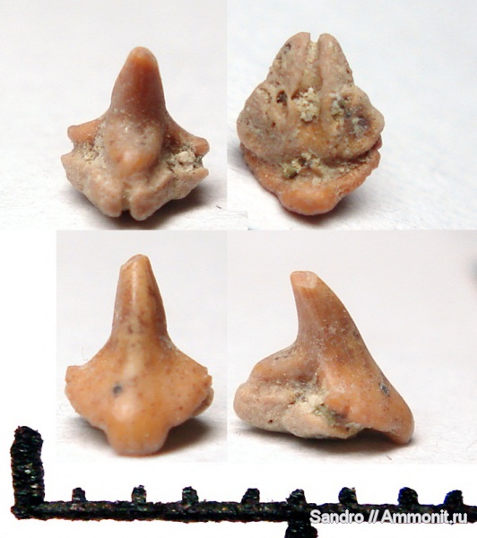 Squatirhina, RHINOBATIDAE