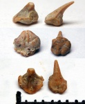 42970803-804 - Squatirhina spp