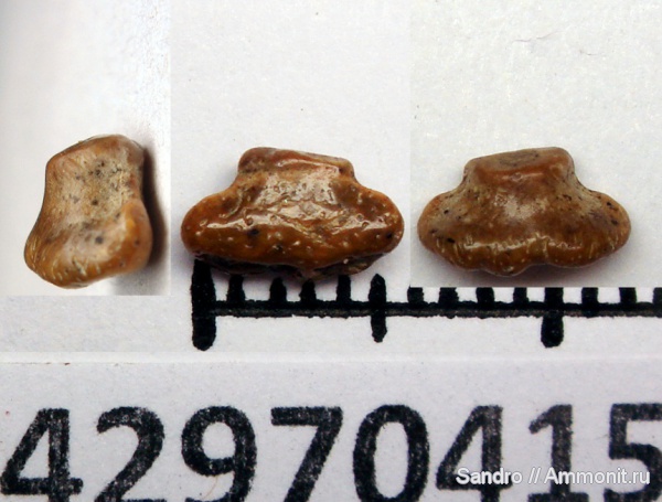 Hybodontiformes