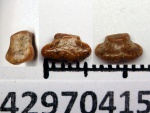 42970415 - Hybodontiformes