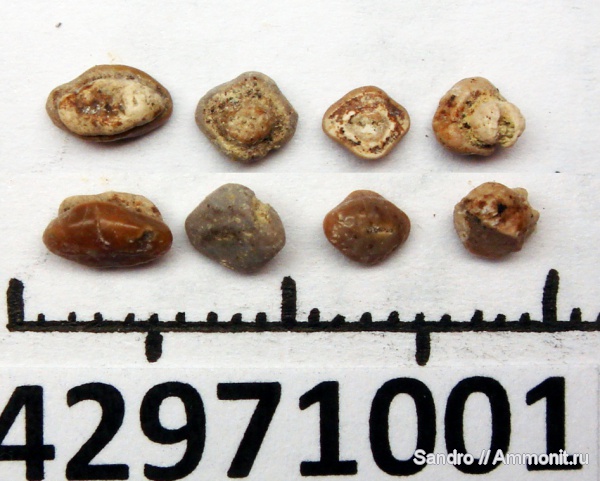 Turoniabatis, rhinobatiformes