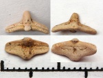 42971011 - cederstroemia