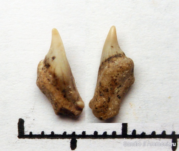 Cretoxyrhina