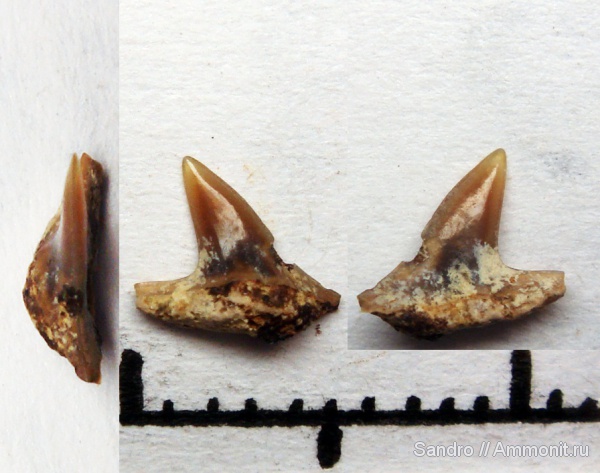?, Echinorhinidae