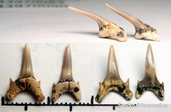 Eostriatolamia, Eostriatolamia subulata, Варавино, Lamniformes, Odontaspididae