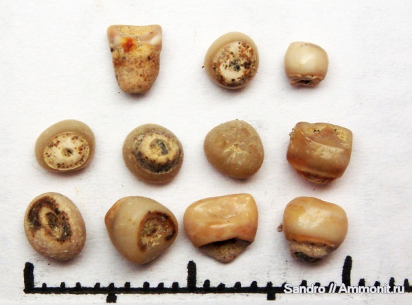 ?, Pycnodontiformes