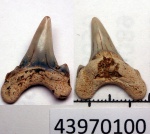 43970100 - Cretoxyrhina denticulata