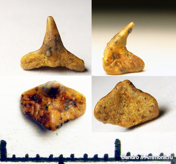 Squatina