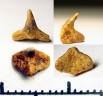 42971028 - Squatina 42971028 - Squatina
