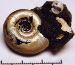 Kachpurites fulgens с Карамышевской набережной