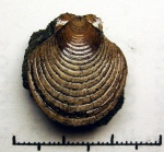 Entolium erraticum