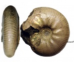 Craspedites cf subditus