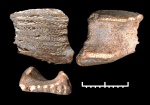 Сошниковая пластина Ischyodus